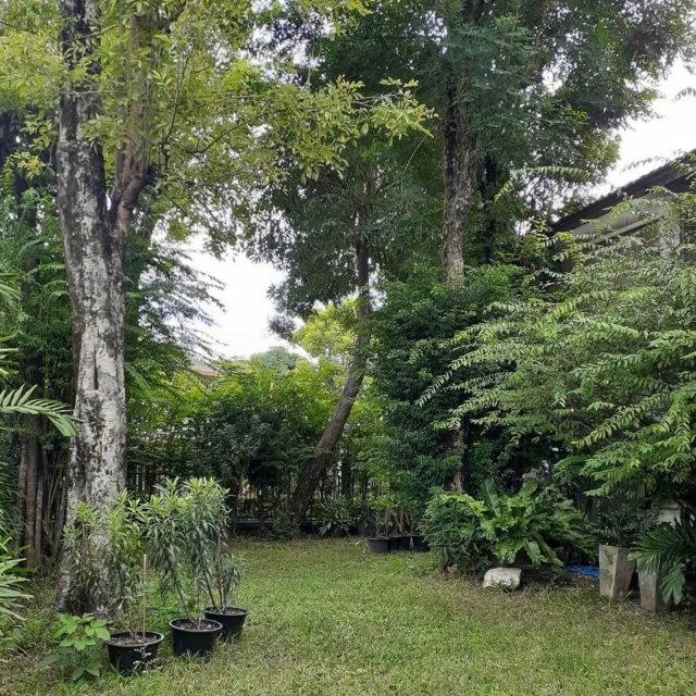 รูป ND0471 ให้เช่า บ้านเดี่ยว สัมมากร รามคำแหง 112 🌿 - รูปที่ 15/16