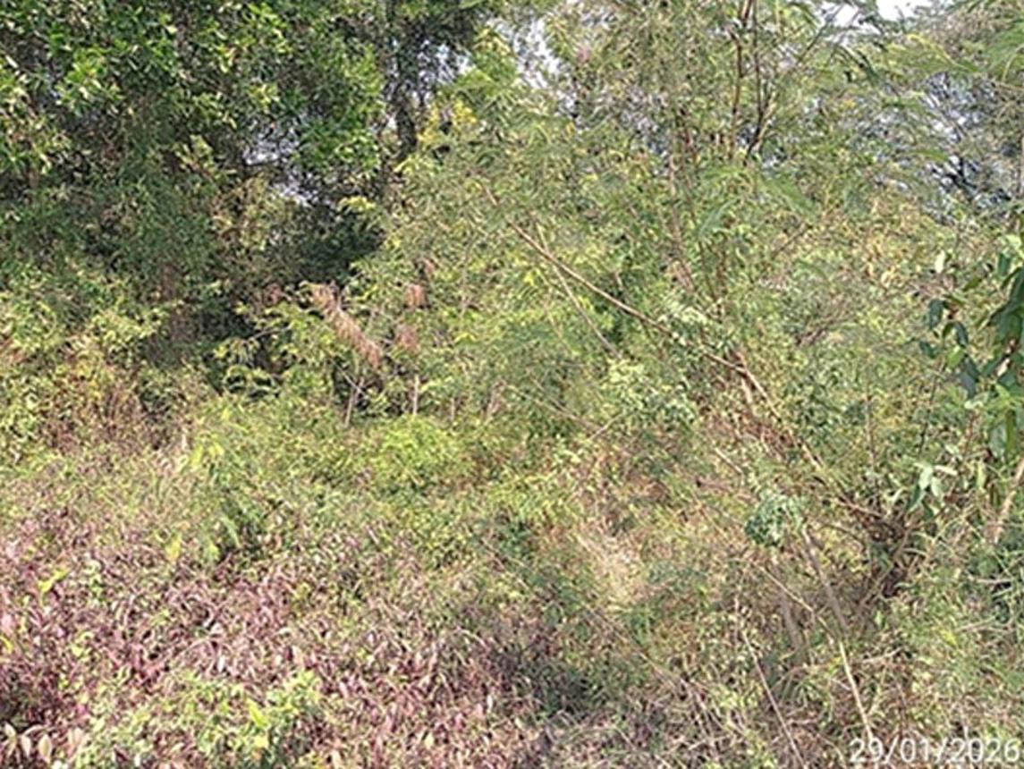 picture LAND 567 Sq.w. Kabin Buri Prachinburi for 2.3M - 14/18