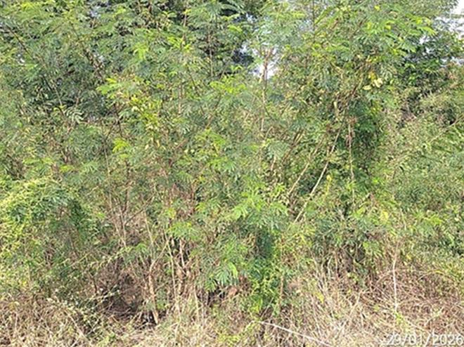 picture LAND 567 Sq.w. Kabin Buri Prachinburi for 2.3M - 6/18