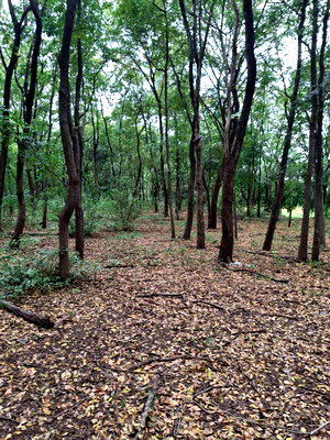 Land for sale The Sky Ayutthaya : 🌿 Prime 110 Rai Land for Sale on Asian Highway – Ideal for Large-Scale Development
