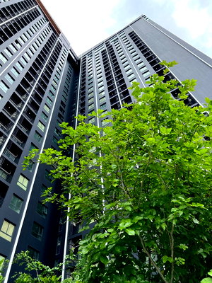 Condos for rent : [RENT] ST0822  IDEO Sukhumvit - Rama 4        (ID with @in front, LINE ID:  @idhomeland)