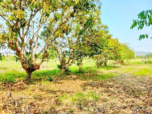 รูป ใกล้ถนนเชียงใหม่ ฝาง ตลาดแม่มาลัย 1กม. แม่แตง เชียงใหม่ บ้านพร้อมที่ดินใหญ่ที่สุดในโลก 6 ไร่ 4นอน 3น้ำ - รูปที่ 6/8