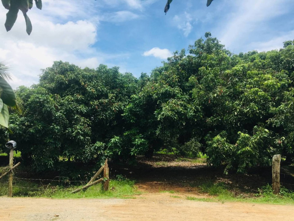 รูป ขายที่ดินแปลงสวยหางดง เห็นวิวเขา 180 องศา พร้อมสวนลำไย บรรยากาศดีมาก -SW003605 - รูปที่ 3/8
