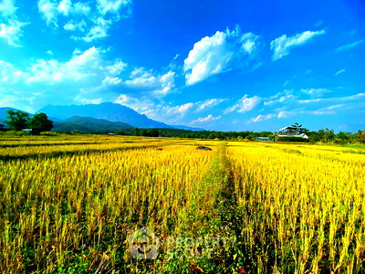 Land for sale Chiang Mai : 12,896 m² Land for Sale in Mae Na (ID 2654835)