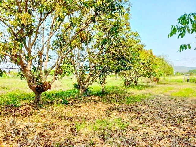 รูป ใกล้ถนนเชียงใหม่ ฝาง ตลาดแม่มาลัย 1กม. แม่แตง เชียงใหม่ บ้านพร้อมที่ดินใหญ่ที่สุดในโลก 6 ไร่ 4นอน 3น้ำ - รูปที่ 6/8