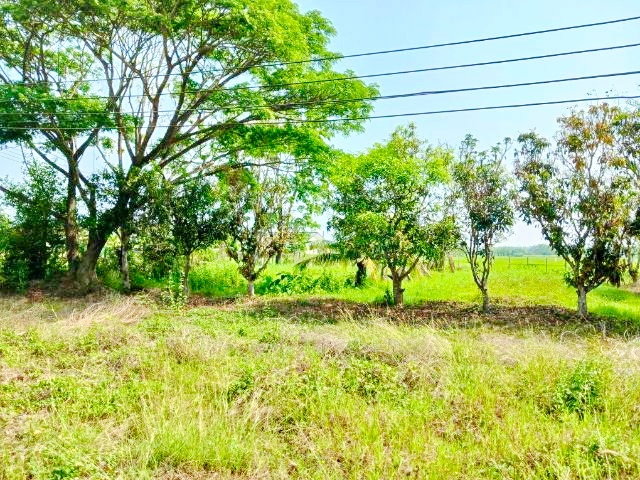 รูป บ้านพร้อมที่ดินใหญ่ที่สุดในโลก 6 ไร่ 4นอน 3น้ำ ใกล้ถนนเชียงใหม่ ฝาง ตลาดแม่มาลัย 1กม. แม่แตง เชียงใหม่ - รูปที่ 8/8