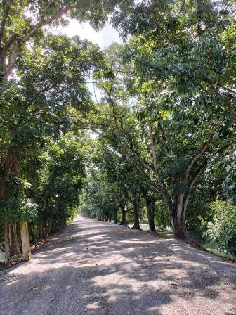 รูป ขายที่ดินเปล่าติดถนนลำลูกกาคลอง 13 - รูปที่ 4/10