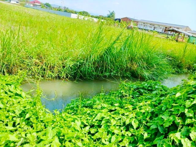 รูป บ้านพร้อมที่ดินใหญ่ที่สุดในโลก 6 ไร่ 4นอน 3น้ำ ใกล้ถนนเชียงใหม่ ฝาง ตลาดแม่มาลัย 1กม. แม่แตง เชียงใหม่ - รูปที่ 6/8