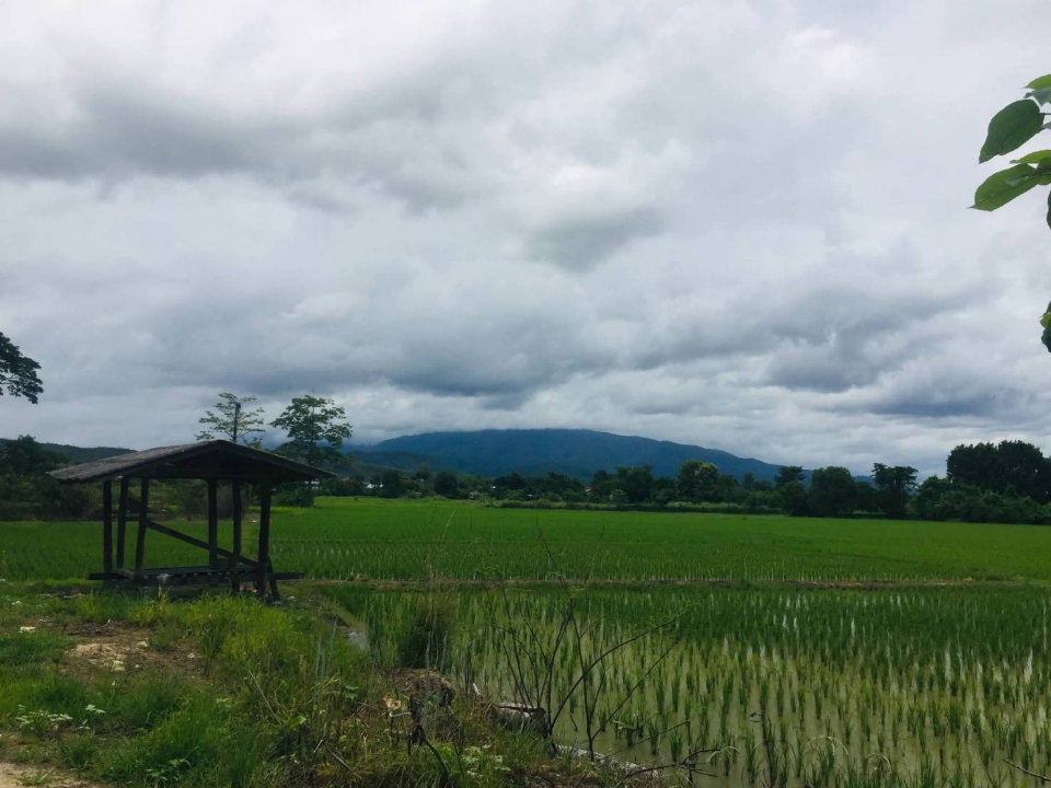 รูป ขายที่ดินแปลงสวยหางดง เห็นวิวเขา 180 องศา พร้อมสวนลำไย บรรยากาศดีมาก -SW003605 - รูปที่ 2/8