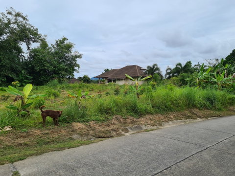 ขายที่โฉนด ปรับพื้นที่แล้ว ซอยไสน้ำเย็น เนื้อที่ 259 ตร.ว. เจ้าของขายเอง
