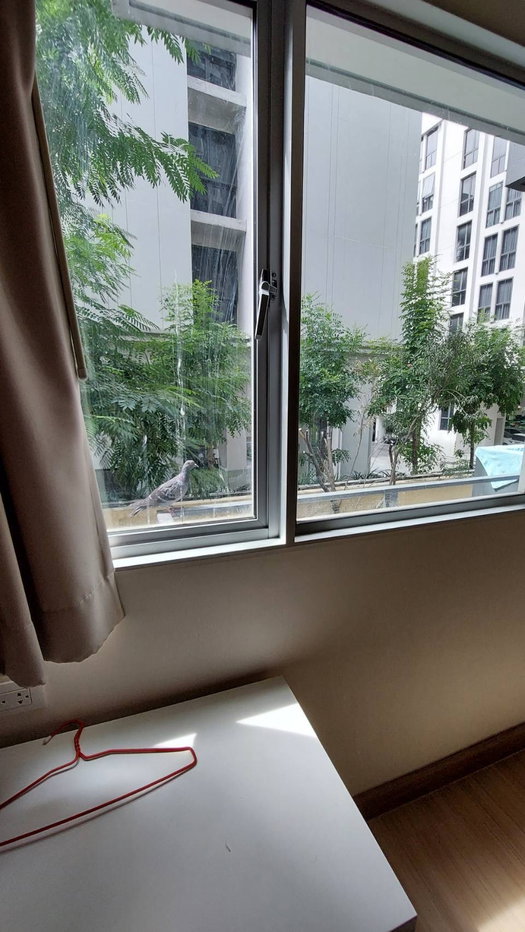รูป [RENT] ST0831 มาย คอนโด สุขุมวิท 81   My Condo Sukhumvit 81       (แอดไลน์มี @นำหน้า LINE ID :  @idhomeland) - รูปที่ 3/10