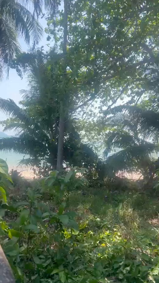 รูป ขายที่ดินสวย ทำเลดี ติดทะเล หาดทรายรี 2.5 ไร่ จ.ชุมพร - รูปที่ 3/3