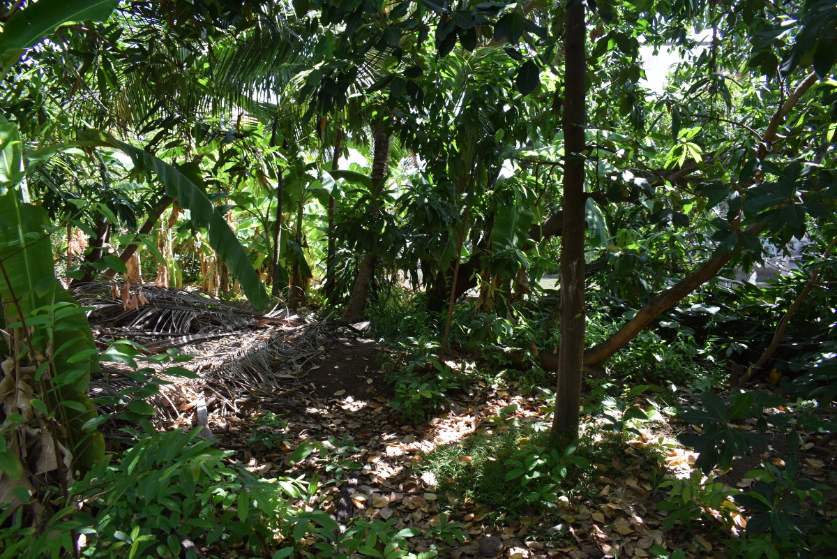 รูป ที่ดินสวนตลิ่งชัน ติดคลองบางขุนศรี สนใจสอบถามได้ - รูปที่ 3/6