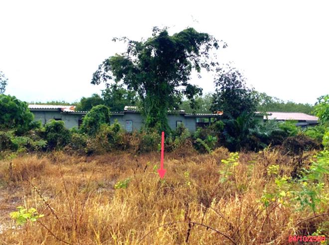 picture LAND 164 Sq.w. Khuan Khanun Phatthalung for 3M - 4/14