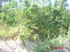 listing thumbnail image 17