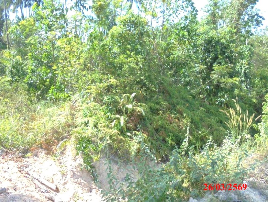 picture LAND 4183 Sq.w. Muang Narathiwat Narathiwat for 5M - 18/22