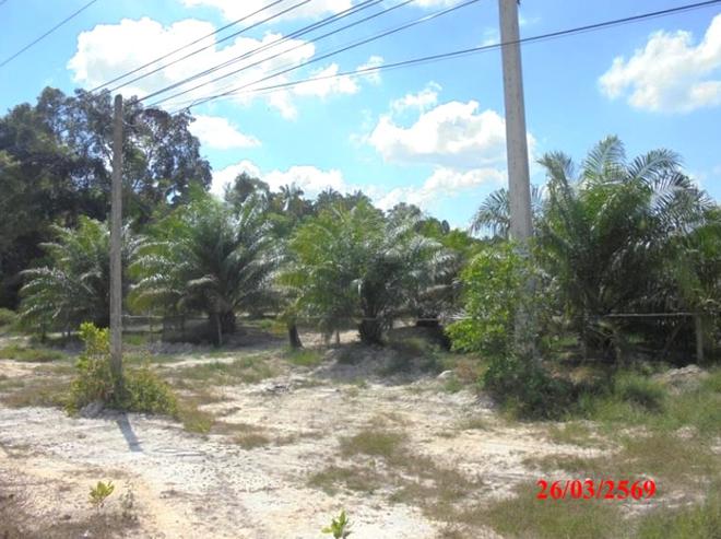 picture LAND 4183 Sq.w. Muang Narathiwat Narathiwat for 5M - 5/22