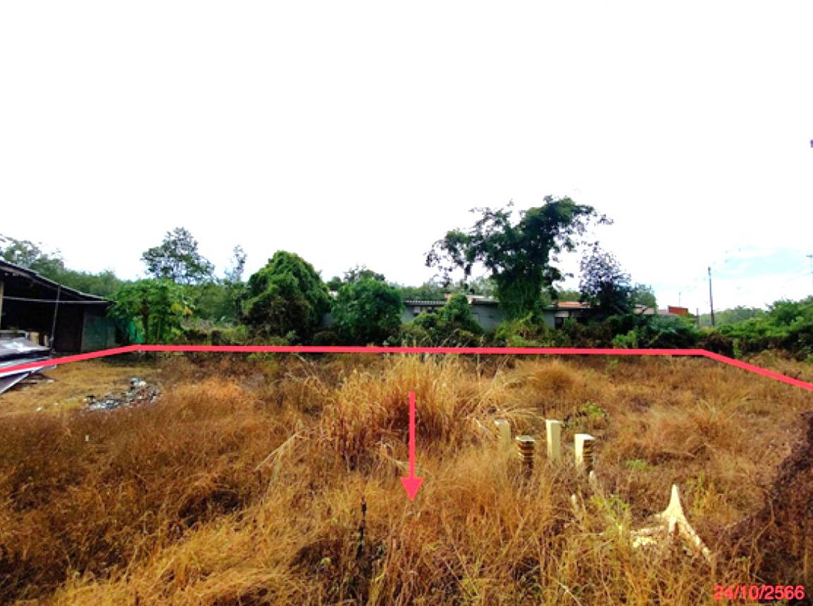 picture LAND 164 Sq.w. Khuan Khanun Phatthalung for 3M - 10/14