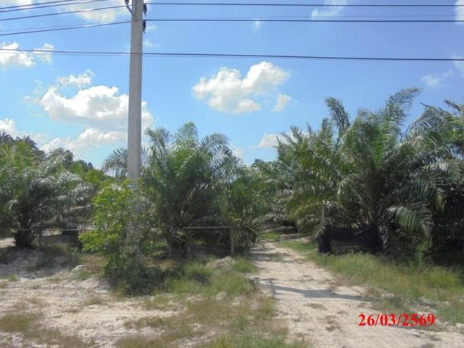 picture LAND 4183 Sq.w. Muang Narathiwat Narathiwat for 5M - 4/22