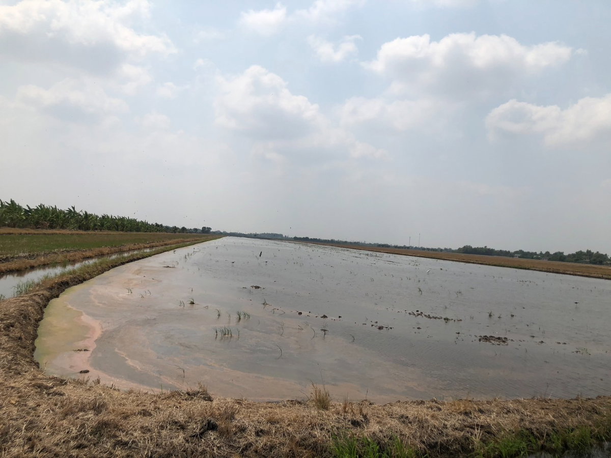 รูป ขายที่ดิน 23 ไร่ 96 ตรว   คลองเปรง  เมืองฉะเซิงเทรา  ราคาต่อรองได้ - รูปที่ 4/10