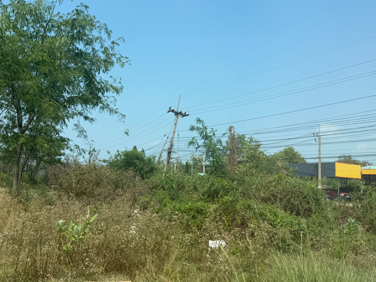 รูป ขายที่ดิน 5.5 ไร่ แถมฟรี 1 ไร่ โกสุมพิสัย มหาสารคาม - รูปที่ 8/38