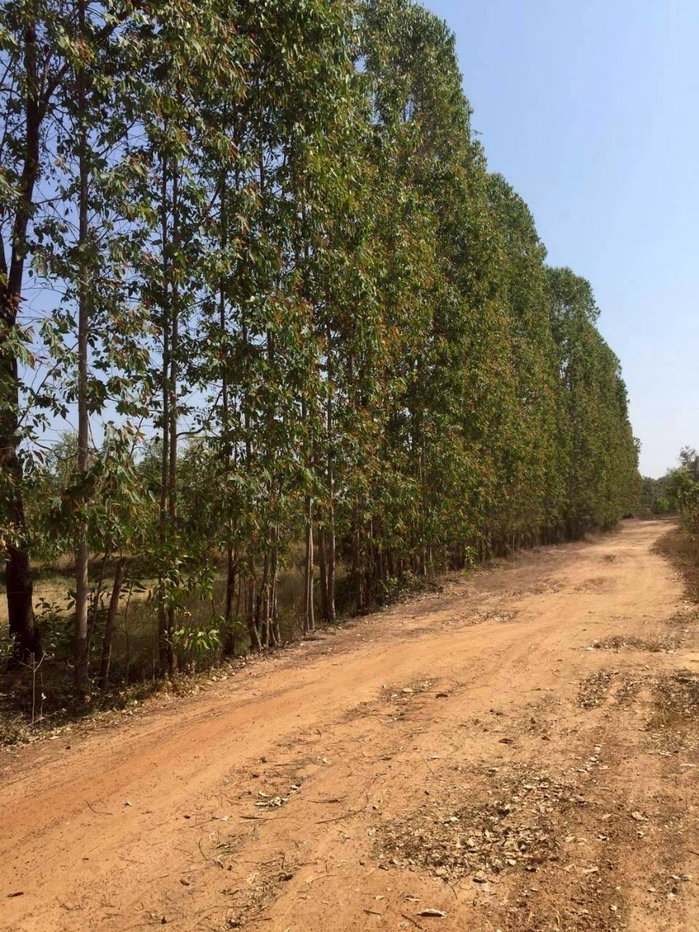 รูป  ขายถูกมาก ที่ดินเปล่า 22 ไร่ 2 งาน 48 ตร.ว. ติดถนนอินโดจีน แปลงสวย ราคาดี  สระนกแก้ว โพนทอง ร้อยเอ็ด - รูปที่ 2/8