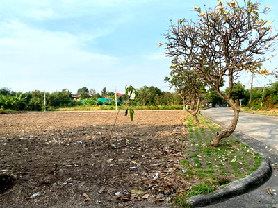 ที่ดิน บ.สยามแกรนส์  : ขายด่วนที่ดิน 122 ตรว. โครงการชัยพฤกษ์บางนา กม.18 เยื้อง ม.หัวเฉียวเฉลิมพระเกียรติฯ