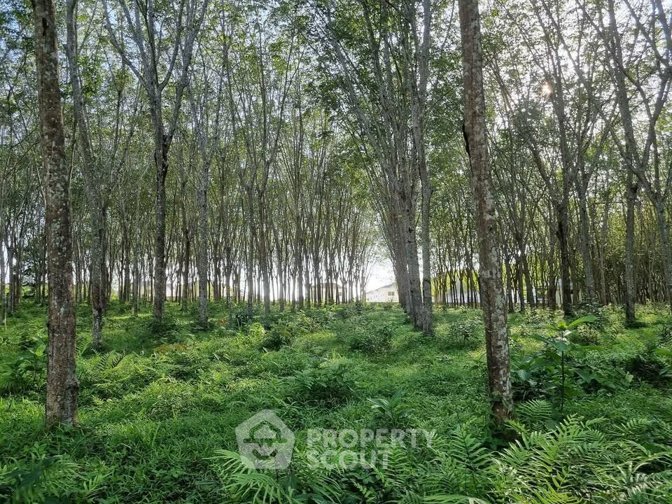 รูป ที่ดินสำหรับปล่อยเช่า 59,200 ตารางเมตร แถว ใน เทพกระษัตรี (ID 2807454) - รูปที่ 5/5