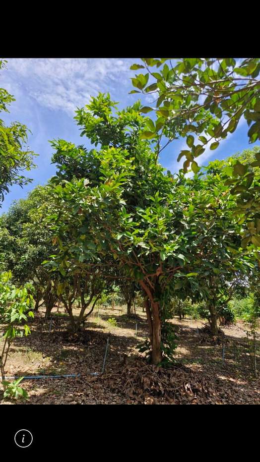 รูป ขายไร่ผลไม้  5  ไร่  บ้านเดี่ยว พร้อมอยู่อาศัย พื้นที่  5  ไร่  - รูปที่ 9/19