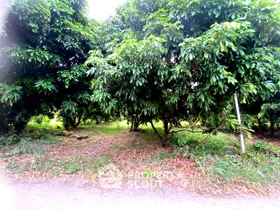 ที่ดิน พรีเมี่ยม เอาท์เล็ท เชียงใหม่ : ขายที่ดิน 1,555 ตร.ม. คูมุ้ง สารภี เชียงใหม่ (ID 2719200)