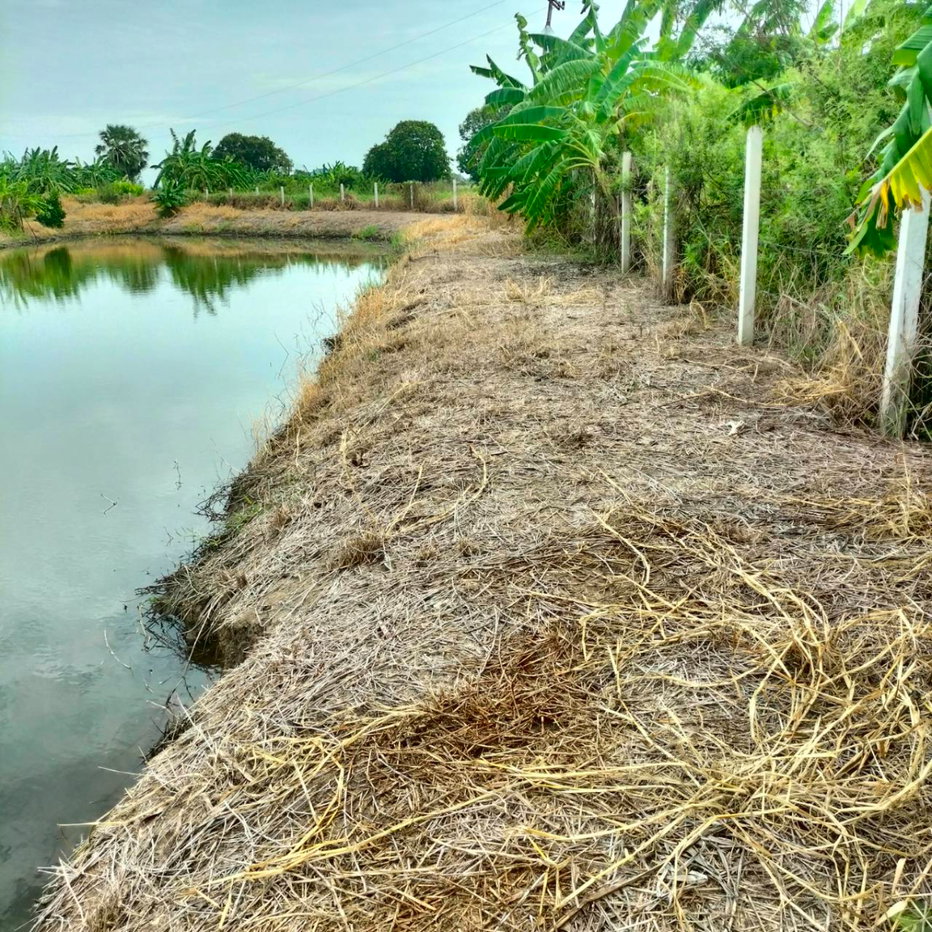 รูป ขายที่ดิน ทำเลสวย หน้าติดถนนคอนกรีต หลังติดคลอง ถมและทำรั้วกันเรียบร้อย - รูปที่ 7/7
