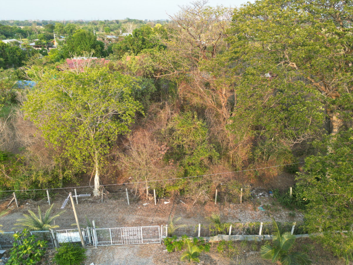 รูป #ขายที่ดินสระบุรี #ที่ดินท่าเรือ #ที่ดินบ้านหมอ ขนาด 237 ตรว. สี่เหลี่ยมสวย #ขายราคาถูกมากๆ บางโขมด บ้านหมอ ท่าเรือ สระบุรี  - รูปที่ 28/39