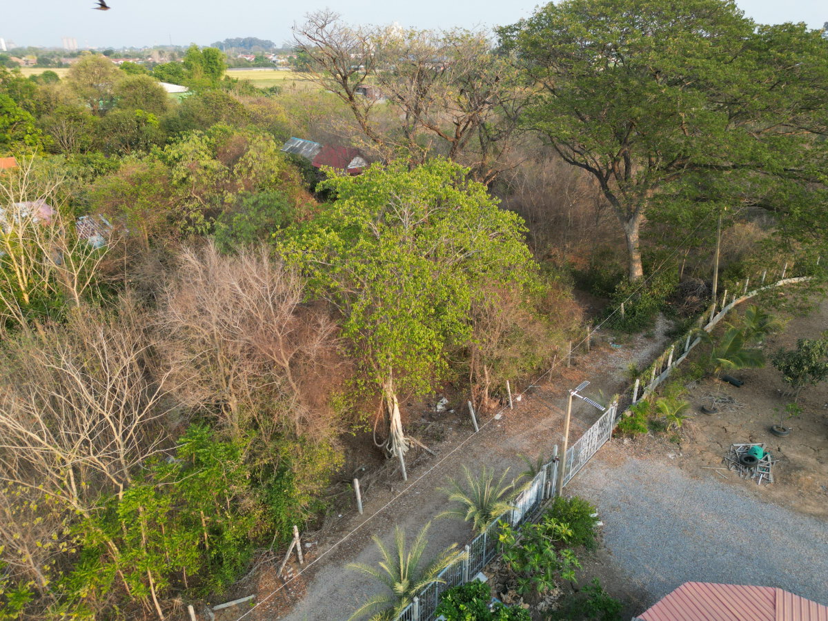 รูป #ขายที่ดินสระบุรี #ที่ดินท่าเรือ #ที่ดินบ้านหมอ ขนาด 237 ตรว. สี่เหลี่ยมสวย #ขายราคาถูกมากๆ บางโขมด บ้านหมอ ท่าเรือ สระบุรี  - รูปที่ 26/39