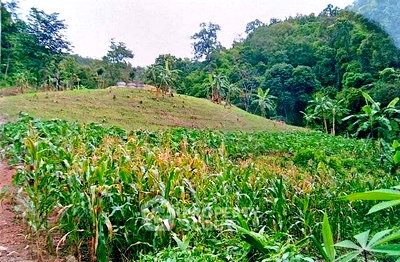 ที่ดิน ดอยสะเก็ด เชียงใหม่ : ที่ดินสำหรับปล่อยขาย 48,000 ตารางเมตร แถว ใน ป่าเมี่ยง (ID 2653325)