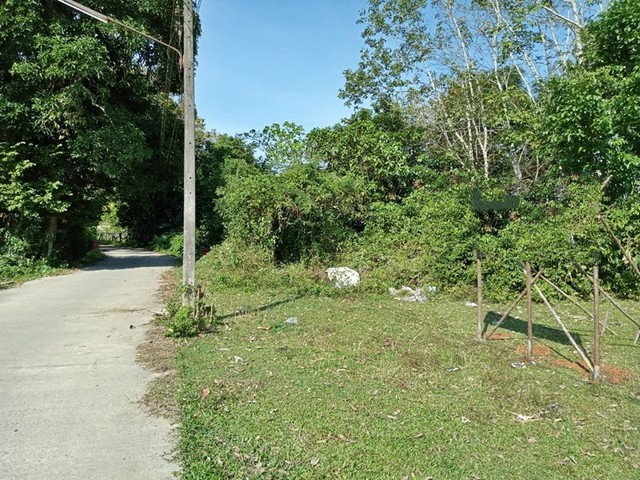 รูป F4-0340 ขายที่ดินเปล่า ซอยวังหีบ ต. ชะมาย อ.ทุ่งสง จ.นครศรีธรรมราช - รูปที่ 1/8