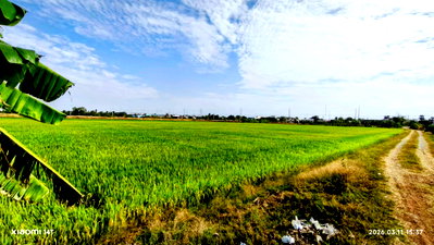 Land for sale Song Phi Nong Suphanburi : HOT SALE! Prime Agricultural Land (2 Plots) in Suphan Buri - Good Water & Excellent Location!