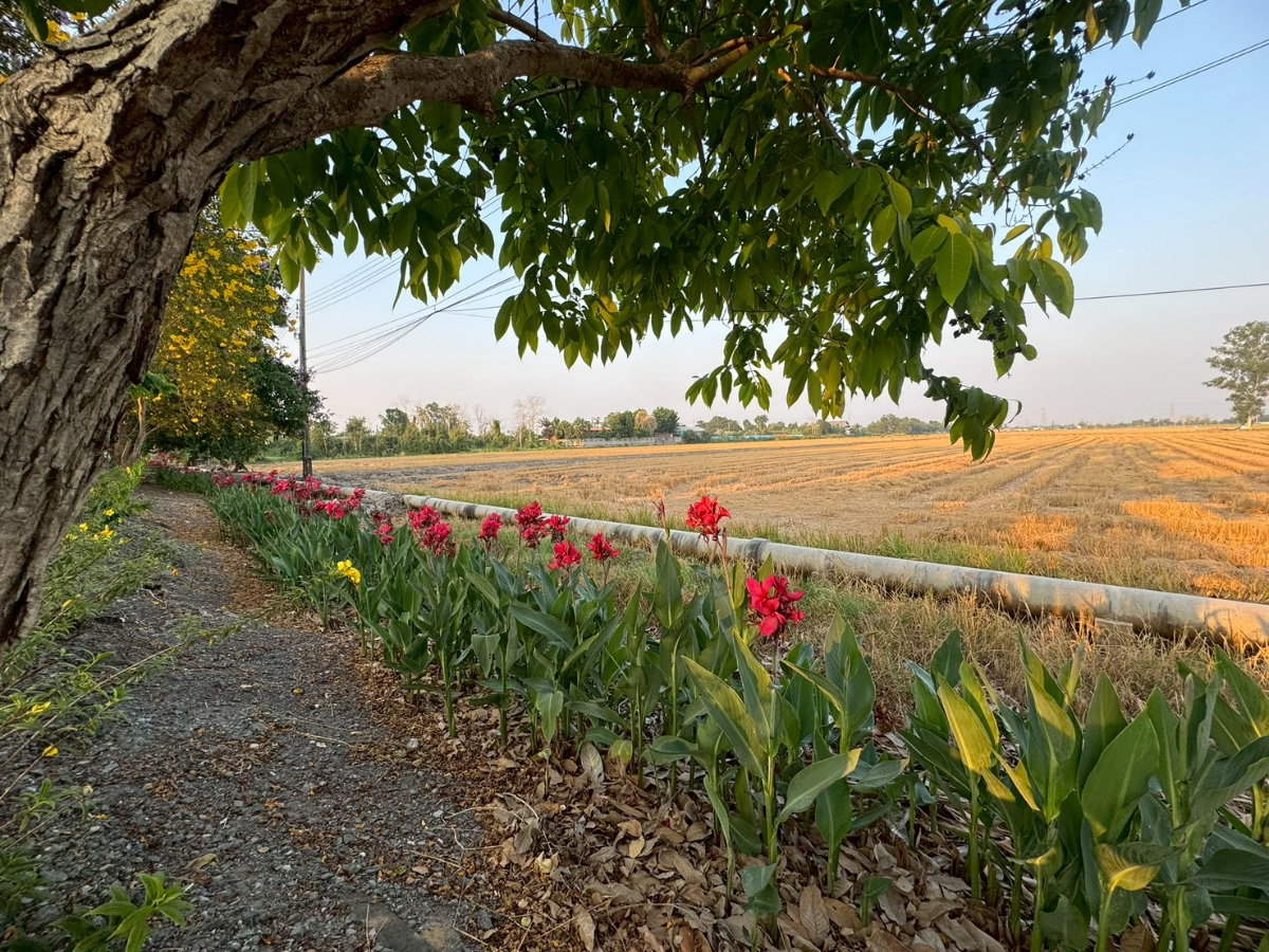รูป ขายที่ดินแปลงใหญ่ 86 ไร่ ติดถนนประชาสำราญ **ขายราคาประเมิณต่ำกว่าตลาด** (N.2074) - รูปที่ 7/9
