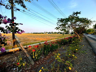 ที่ดิน กรุงเทพมหานคร : ขายที่ดินแปลงใหญ่ 86 ไร่ ติดถนนประชาสำราญ **ขายราคาประเมิณต่ำกว่าตลาด** (N.2074)