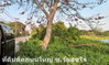 listing thumbnail image 3