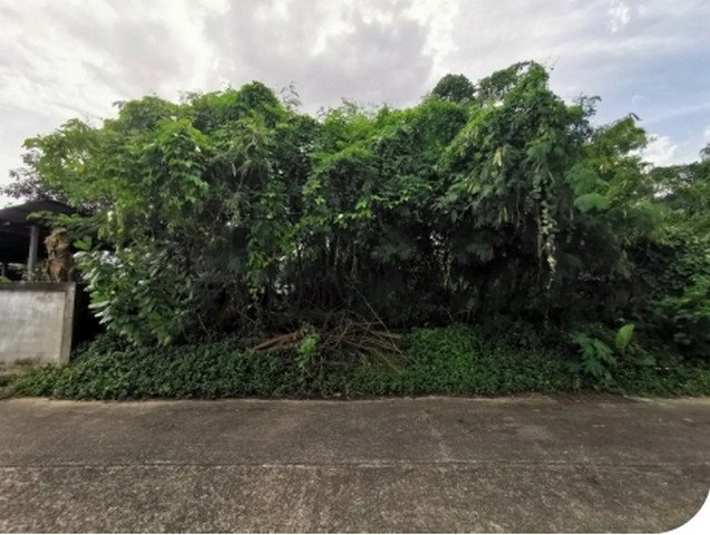 รูป BP00868 ขายที่ดินเปล่า ตำบล ในเมือง อำเภอ เมืองอุบลราชธานี จังหวัด อุบลราชธานี - รูปที่ 3/8