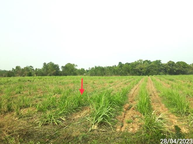 picture LAND 5154 Sq.w. Phon Thong Roi Et for 3.9M - 3/16