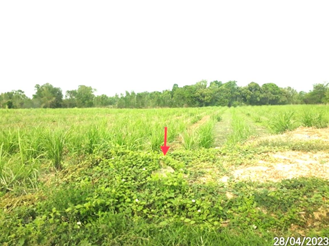 picture LAND 5154 Sq.w. Phon Thong Roi Et for 3.9M - 10/16