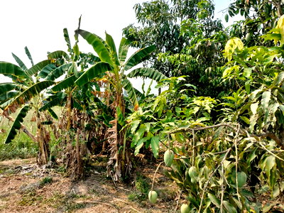 ที่ดิน เมืองลำพูน ลำพูน : ขายที่ดิน 2 ไร่ 79 ตารางวา ติดถนนสาธารณะประโยชน์ในหมู่บ้าน ใกล้แหล่งสำคัญๆมากมาย