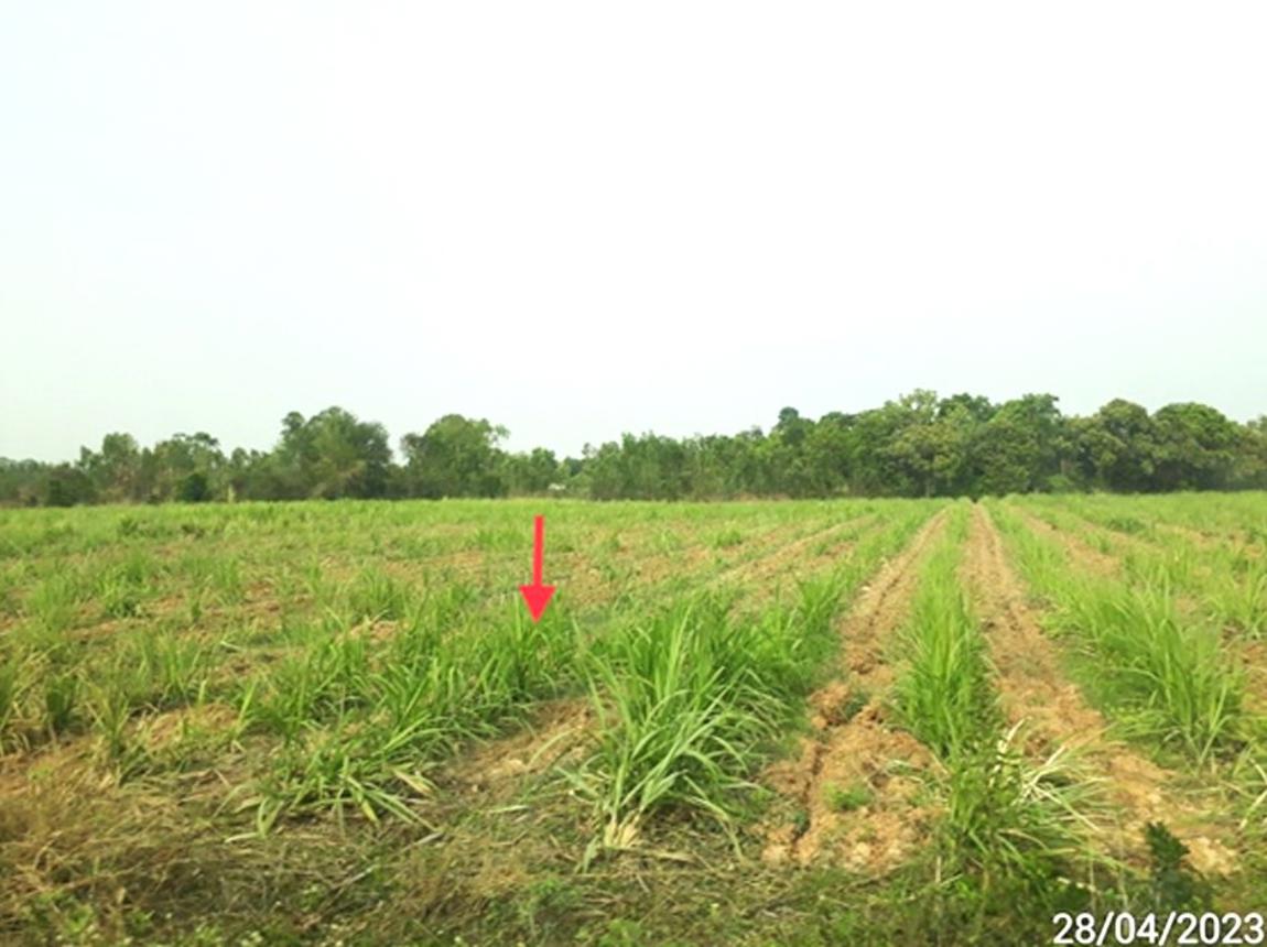 picture LAND 5154 Sq.w. Phon Thong Roi Et for 3.9M - 9/16