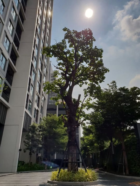 รูป 🔥 ขาย คอนโด Life Sukhumvit 48 (ไลฟ์ สุขุมวิท 48) ชั้นสูง วิวสวย แต่งครบพร้อมอยู่ ใกล้ BTS พระโขนง เพียง 600 เมตร - รูปที่ 12/15