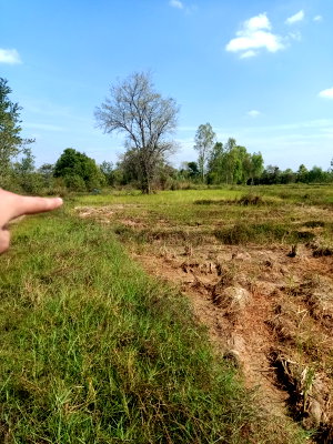 Land for sale Chaeng Sanit Road, Ubon Ratchathani : 12 rai of farmland for sale. Owner selling directly. 064-247-0712