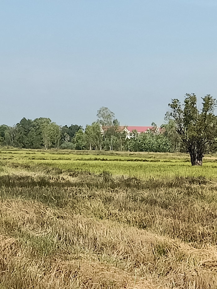 รูป ขายที่นา 12 ไร่ เจ้าของขายเอง 064-247-0712 - รูปที่ 9/13