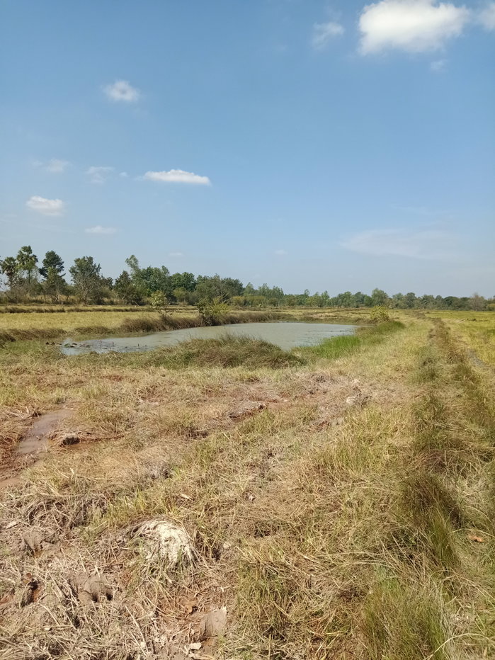 รูป ขายที่นา 12 ไร่ เจ้าของขายเอง 064-247-0712 - รูปที่ 11/13