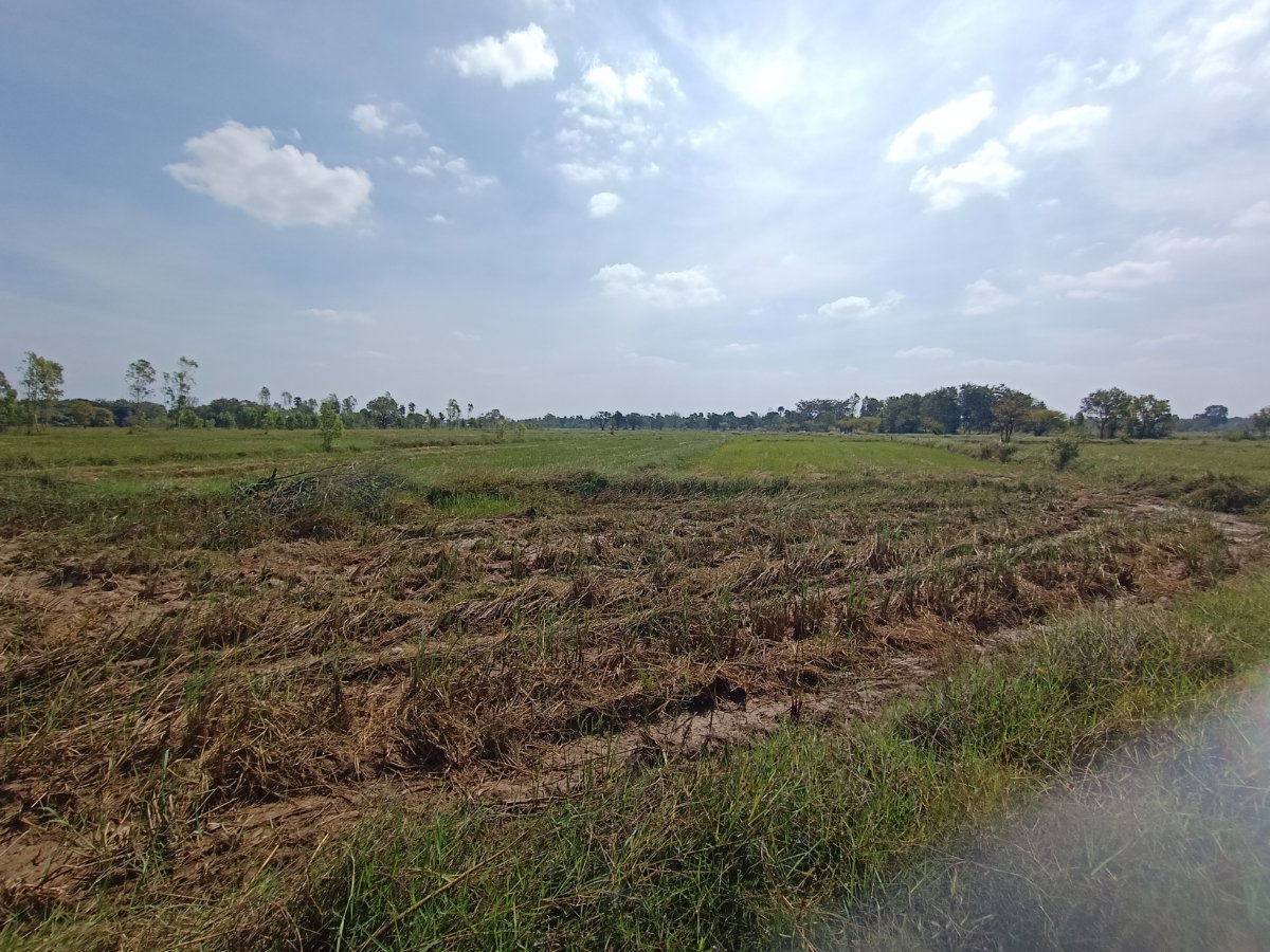 รูป ขายที่นา 12 ไร่ เจ้าของขายเอง 064-247-0712 - รูปที่ 5/13