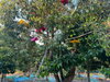 listing thumbnail image 4